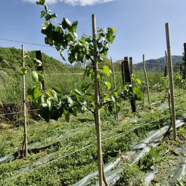 palmette Horizontale 2 étages