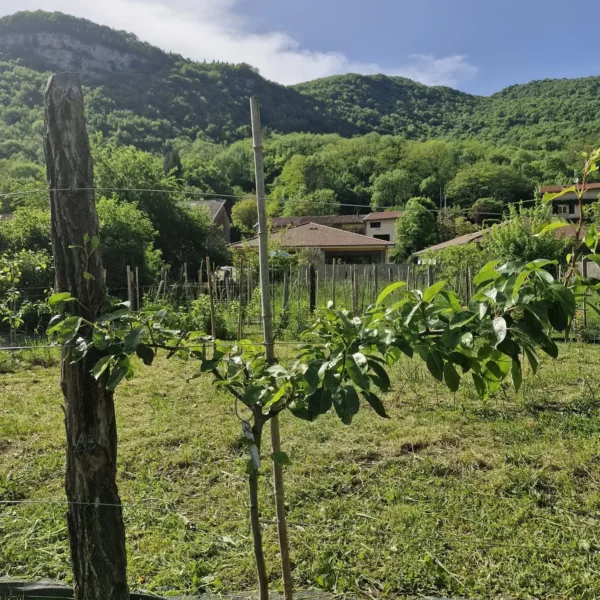 cordon Horizontal double