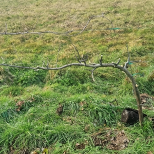 Palmette Horizontale simple