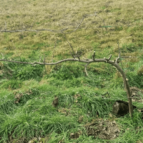 Palmette-Horizontale-simple