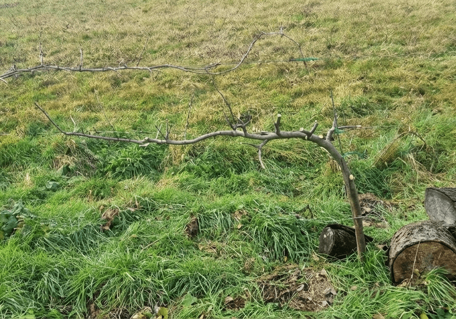 Palmette-Horizontale-simple