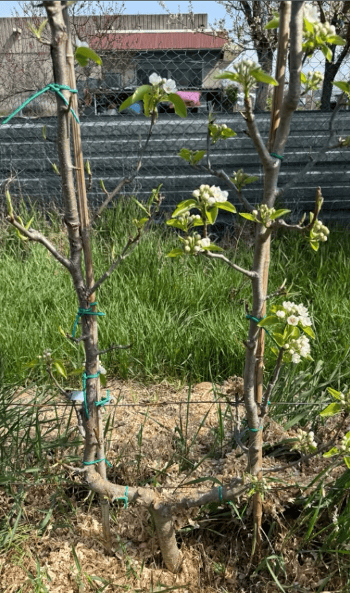 Palmette U simple espalier poirier