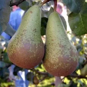 Poire Abbé Fetel