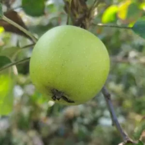 Pomme Cusset
