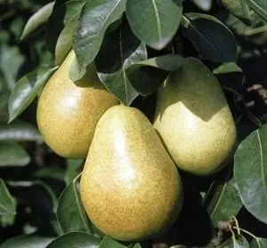 Poire Guyot