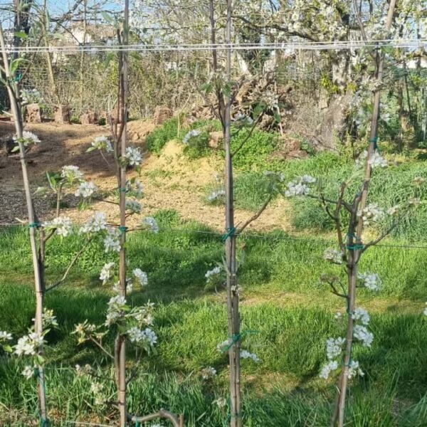 Palmette Verrier espalier pommier poirier
