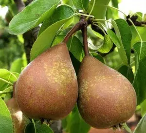 Poire Beurré Hardy