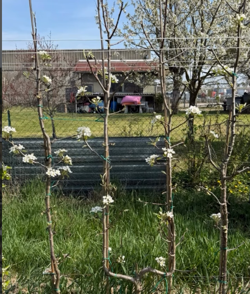 Palmette Verrier espalier pommier poirier