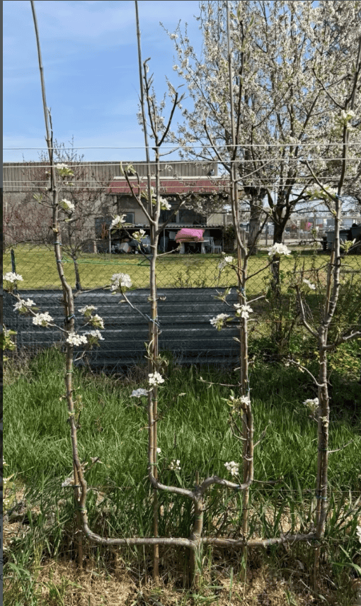 Palmette Verrier espalier pommier poirier