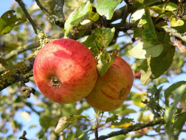 Pomme Reine des Reinettes