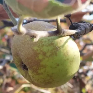 Pomme Reinette Grise du Canada