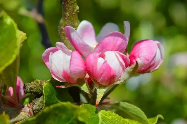 fleurs pommier poirier