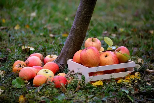 pommes fruits