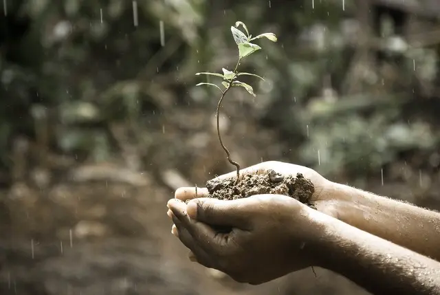 plantation arbre fruitier