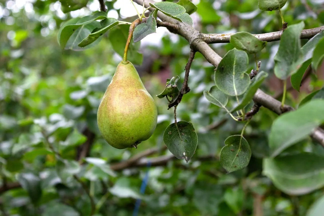 poirier fruitier