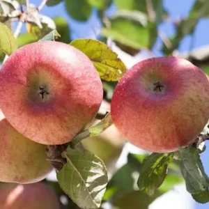 pomme Nationale