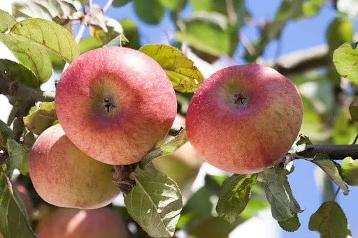 pomme Nationale