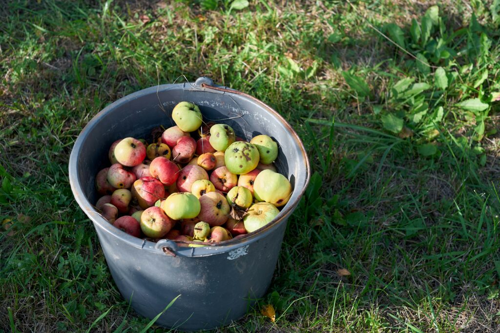 Récolte pommes