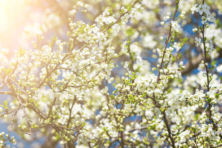 fruitier pommier poiriers fleurs