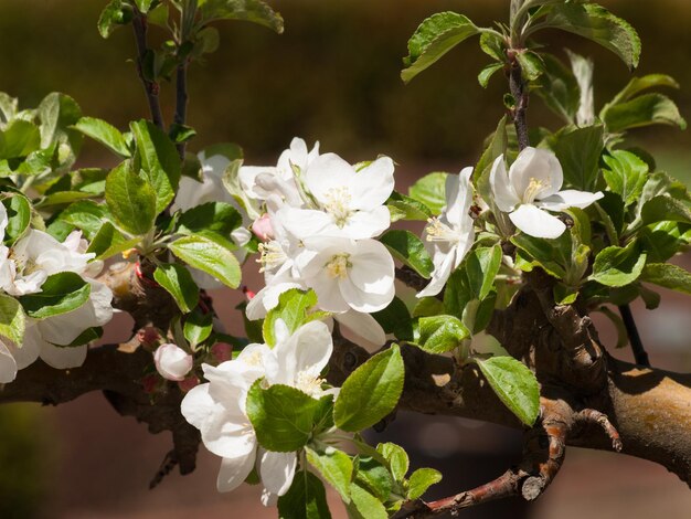 pommier espalier en fleurs