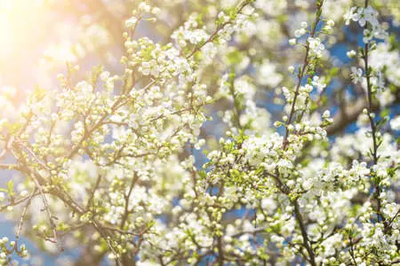 fruitier pommier poiriers fleurs