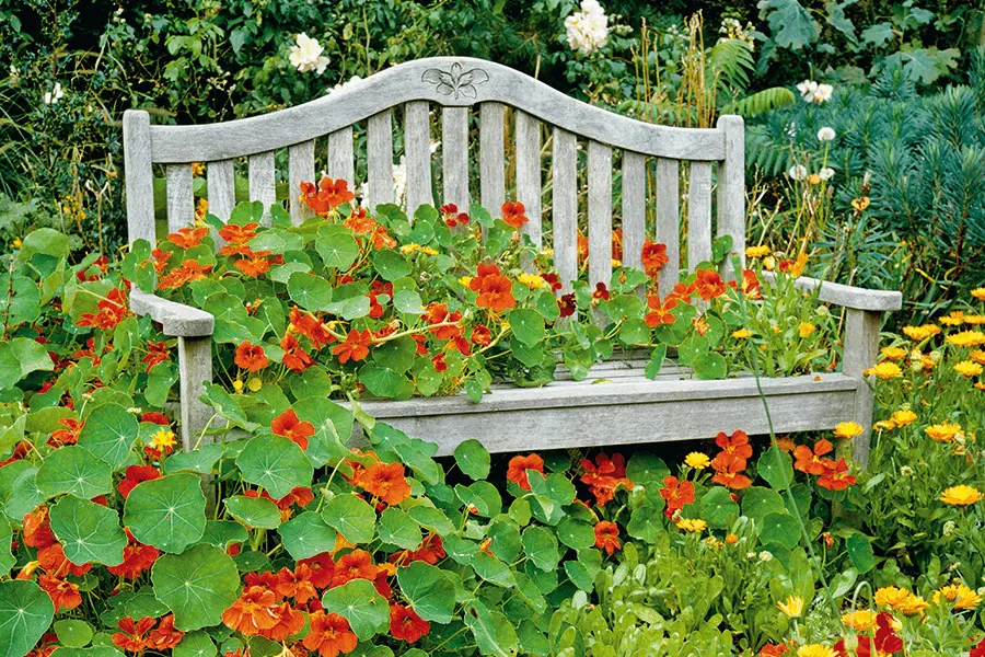 capucine à planter à coté d'un pommier