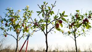 fruitier formé et palissé