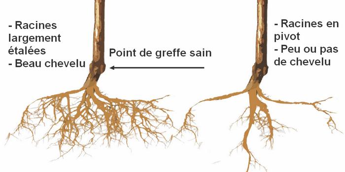 racines pommier en espalier greffe